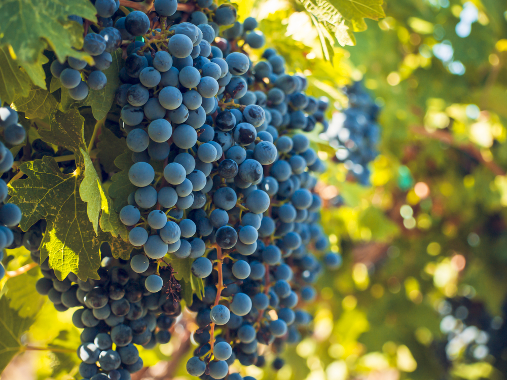 tipos de uvas malbec