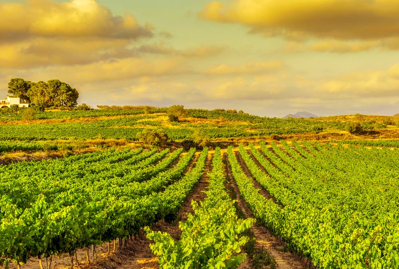 O Velho E Novo Mundo Dos Vinhos