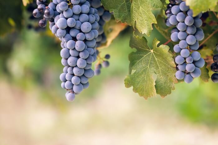 Tipos de uvas Cabernet Sauvignon
