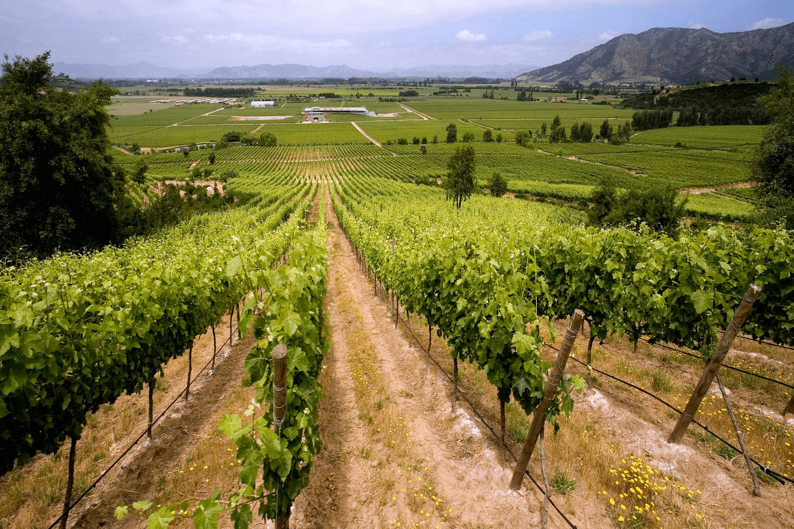 regiões vinícolas do chile