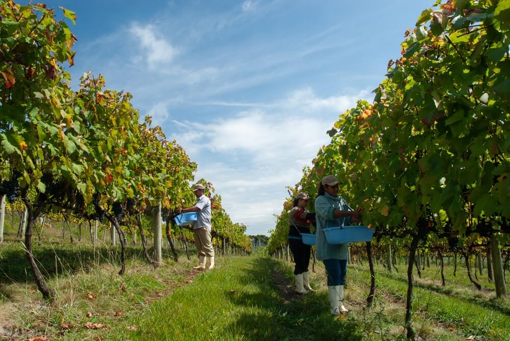 Imagem de uma vinícola catarinense. Nela há pessoas colhendo uvas.