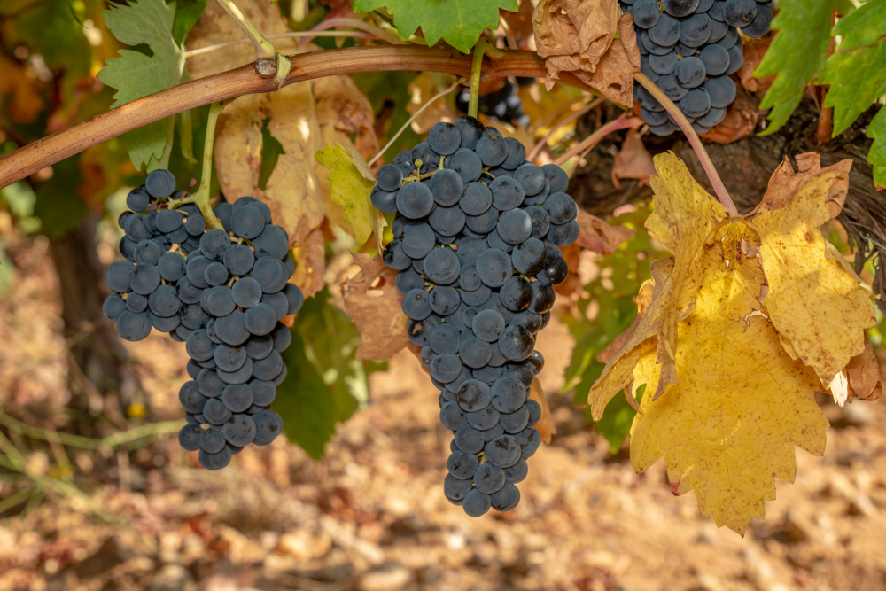 Cachos de uvas vermelhas crescendo na região de Toro, província de Zamora, Espanha.