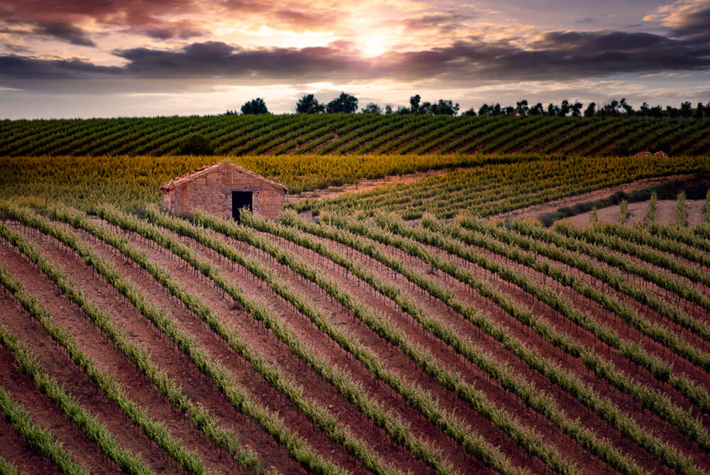 Campos de vinhedos ao pôr do sol na Cariñena, Aragón, na Espanha.