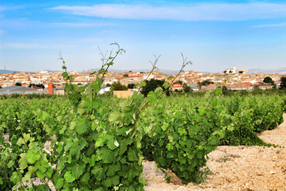 Vinhedos em Jumilla, uma das províncias de Murcia.