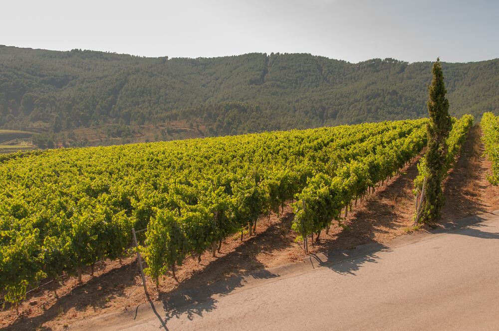 Vinhedos da região de Rias Baixas, na Galiza, Espanha.