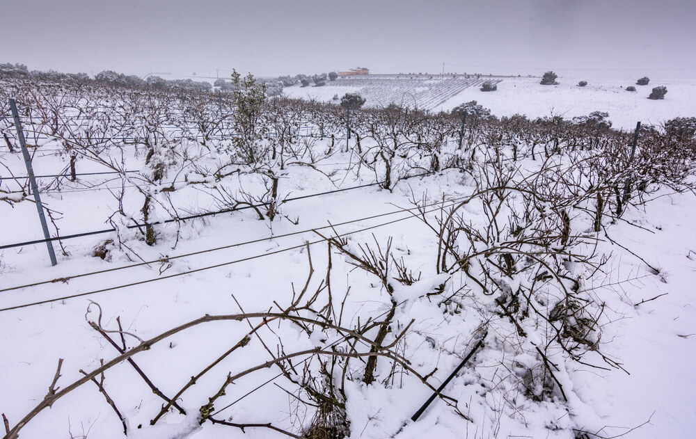 Vinhedos durante o inverno em uma vinícola em Segóvia.