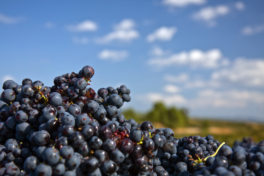 uva tempranillo 