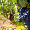 Guia De Uvas: Tempranillo, A Estrela De Rioja