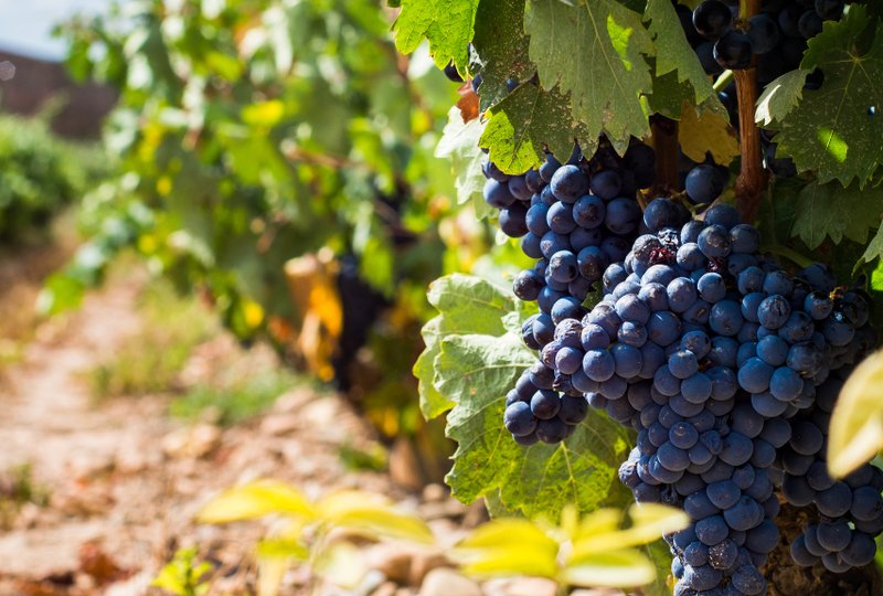 Guia De Uvas: Tempranillo, A Estrela De Rioja