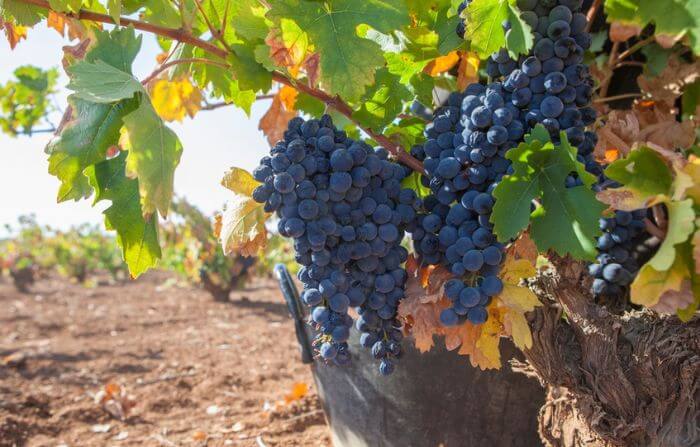 uva vinhos tempranillo