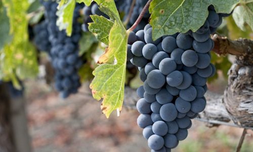 Uva Zinfandel