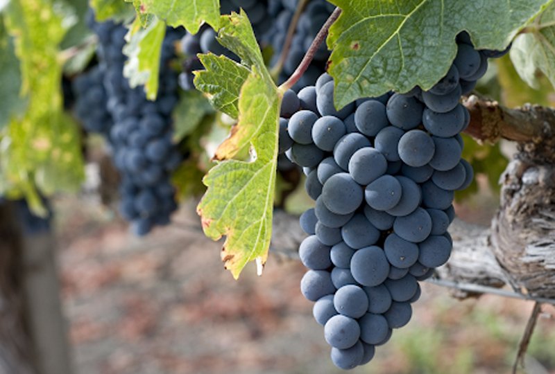 Uva Zinfandel