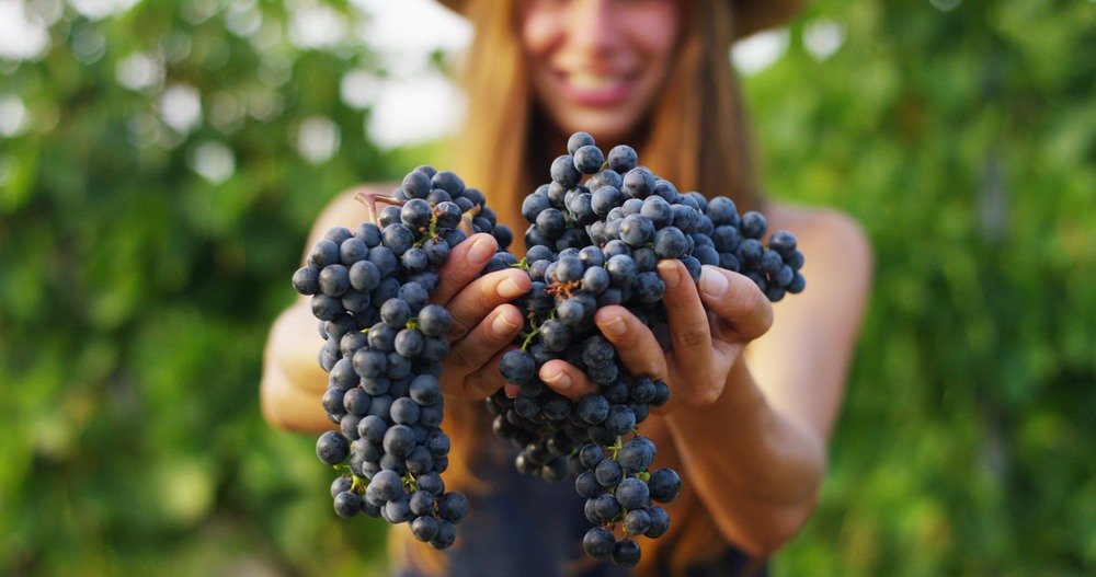 Quem São As Mulheres Do Vinho? Conheça 9 Figuras Importantes