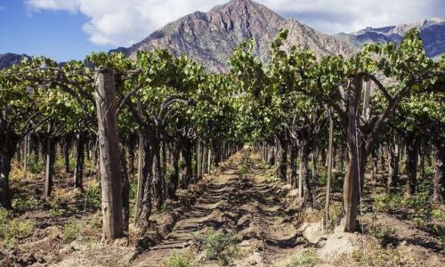 Vinhos Da Argentina