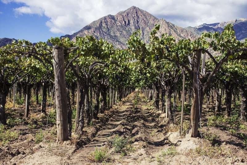 Vinhos Da Argentina