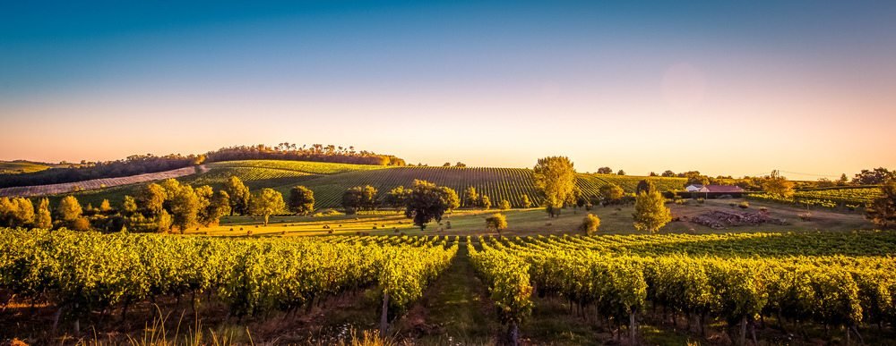 vinhos premium da frança