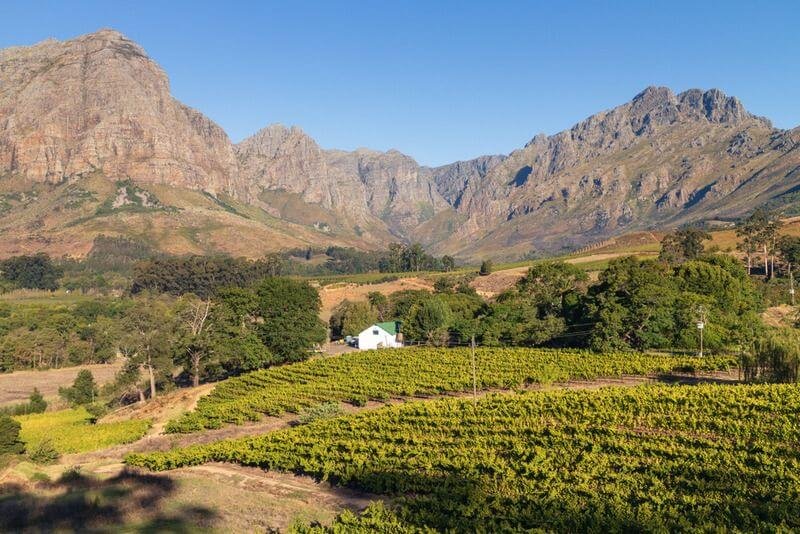 Os Vinhos Shiraz E Cabernet Sauvignon Da África Do Sul
