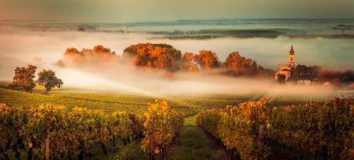Regiões Vinícolas Da França: Bordeaux E Champagne