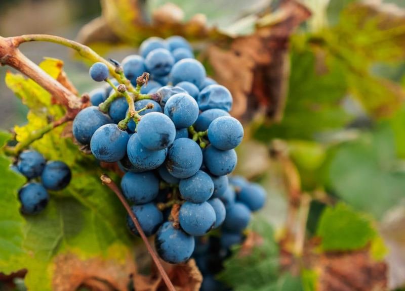 Guia De Uvas: Malbec, A Casta Mais Produzida Da Argentina