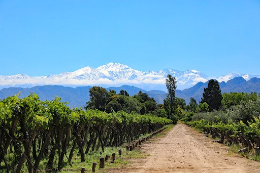 uva malbec
