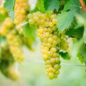 Guia De Uvas: Descubra A Versatilidade Da Chardonnay
