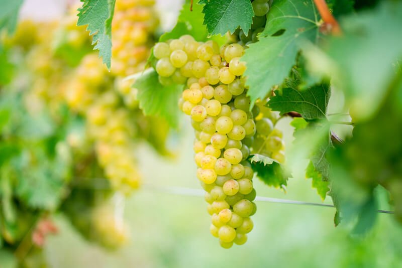 Guia De Uvas: Descubra A Versatilidade Da Chardonnay