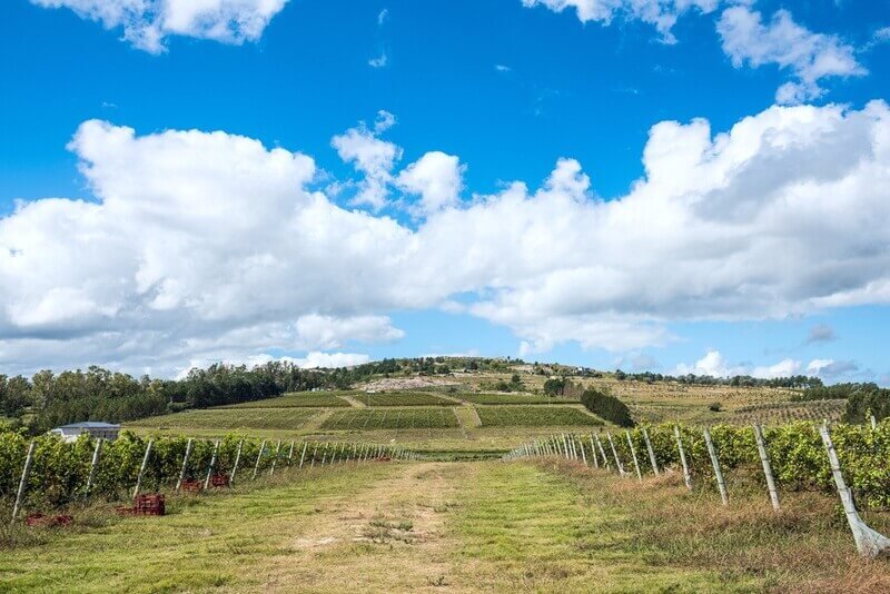 ClubeD: Descubra Os Vinhos Premium Do Uruguai