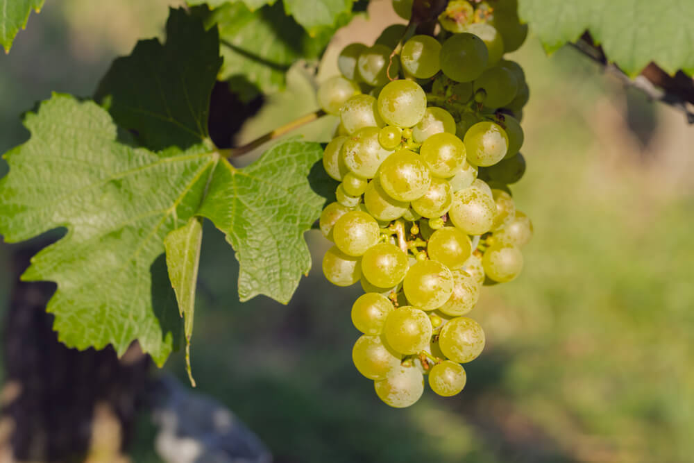 Imagem de um cacho de uva chardonnay. Ele tem a coloração verde-amarelada.