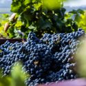 Descubra As Principais Uvas Dos Vinhos Uruguaios