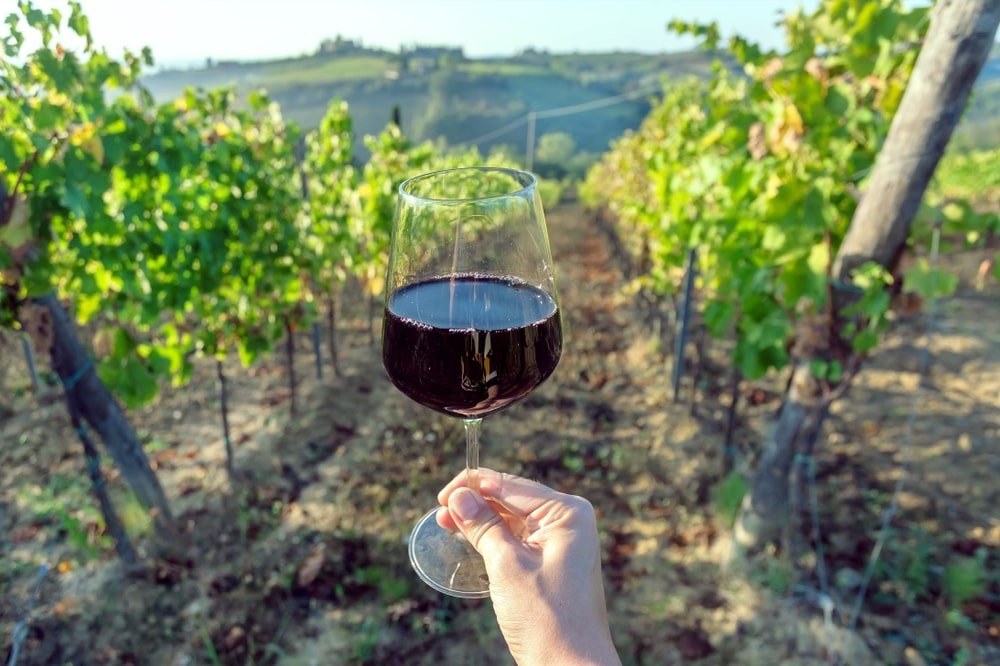 Desvendando Os Vinhos Da Região Central Do Chile