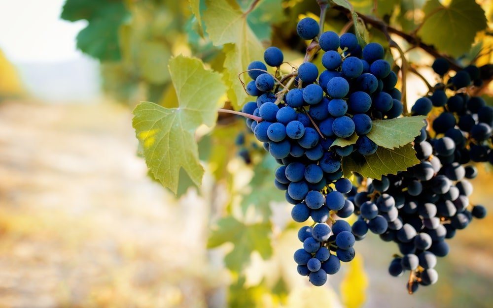 Guia De Uvas: Nebbiolo, Uma Das Principais Uvas Do Piemonte