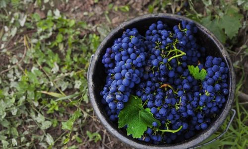 Cabernet Sauvignon Uva