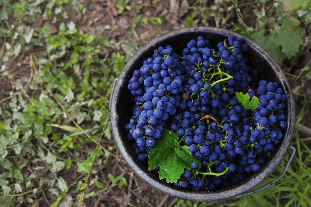 Cabernet Sauvignon Uva