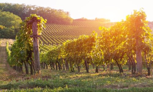 Terroir Significado