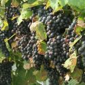 Guia De Uvas: Conheça A Pinotage, Símbolo Da África Do Sul