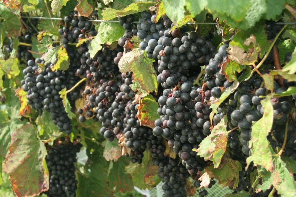 Guia De Uvas: Conheça A Pinotage, Símbolo Da África Do Sul