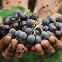 Entenda O Que é Um Vinho Biodinâmico!
