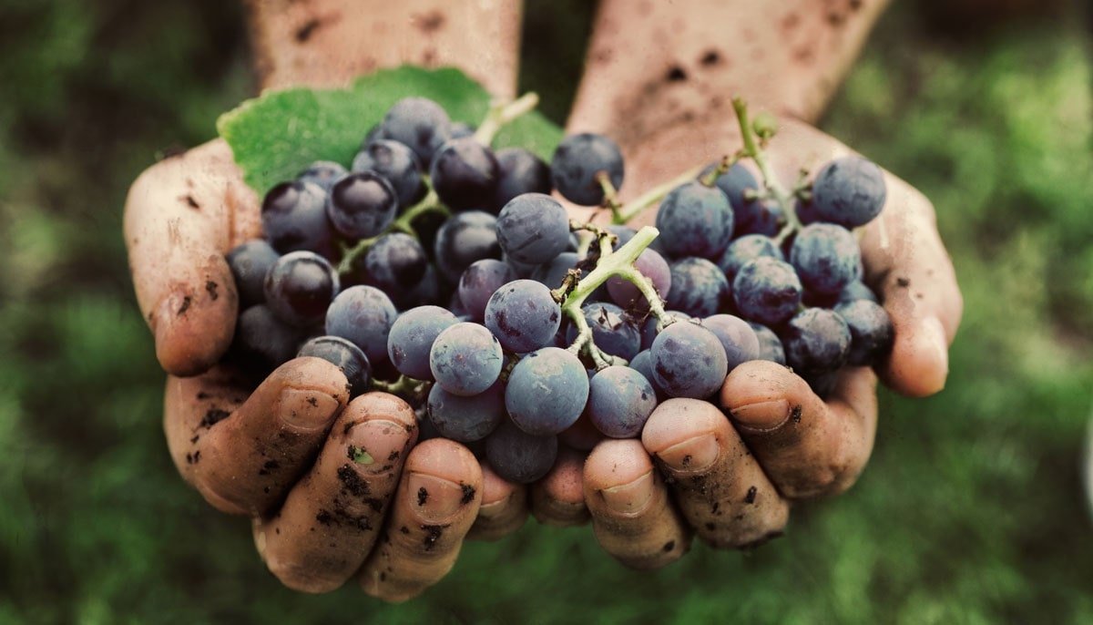 O Que é Um Vinho Biodinâmico? Entenda!