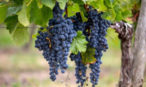 Uva Merlot