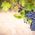 Guia De Uvas: Descubra Os Vinhos Da Uva Syrah