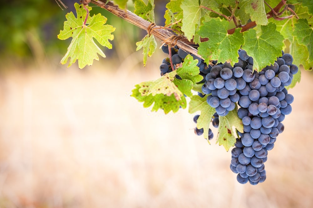 Guia De Uvas: Descubra Os Vinhos Da Uva Syrah