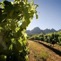 Conheça Vinhos Da África Do Sul E Austrália