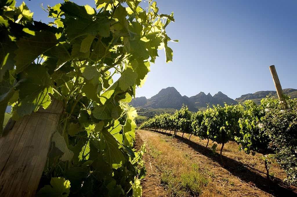 Conheça Vinhos Da África Do Sul E Austrália
