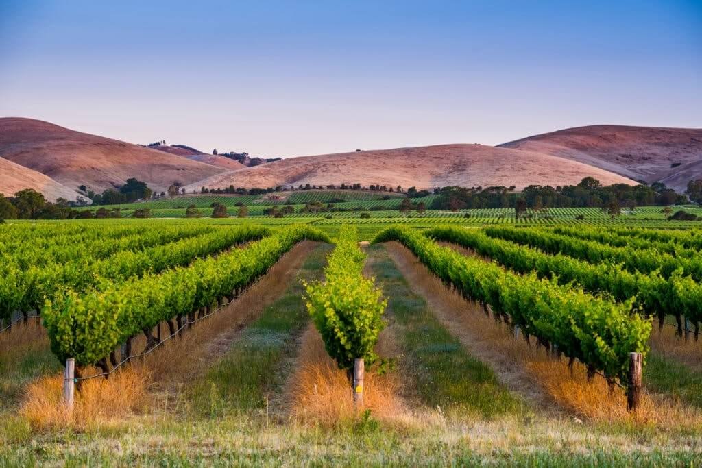 vinhos da áfrica do sul