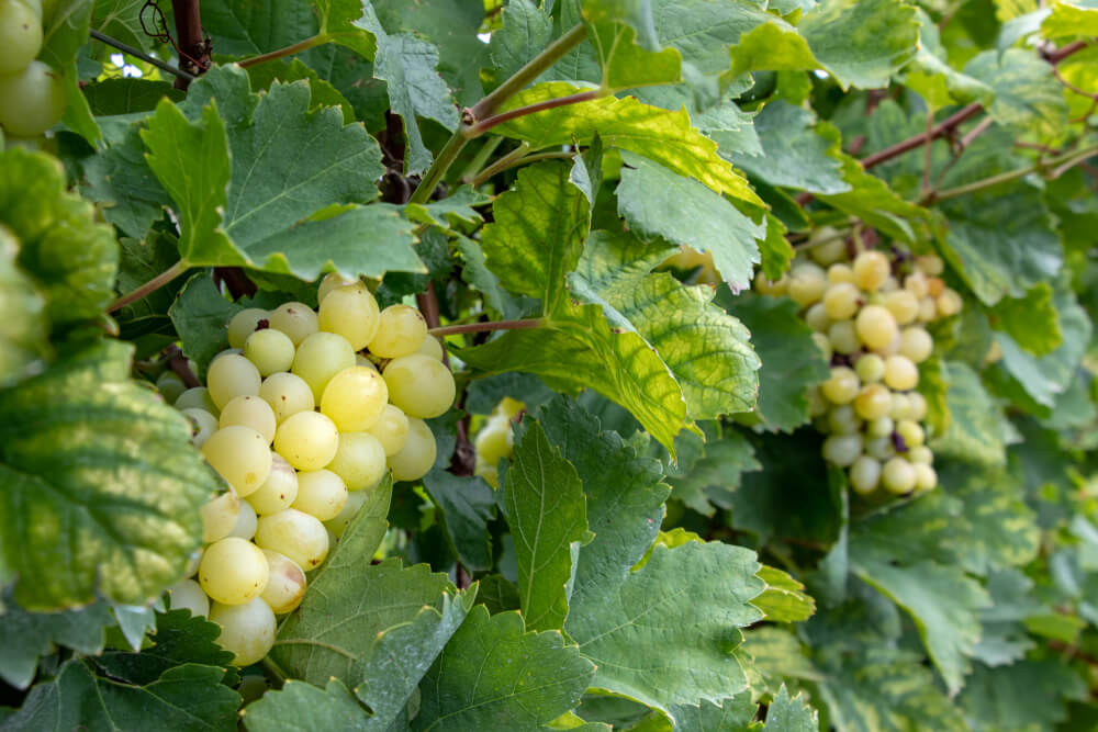 uva moscato origem