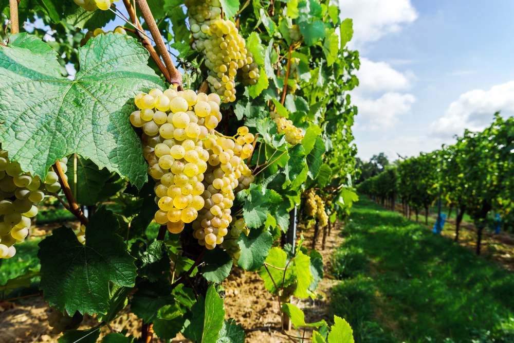 Guia De Uvas: Moscato E Sua Diversidade