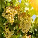 Guia De Uvas: Vinhos Brancos Leves Da Uva Sauvignon Blanc