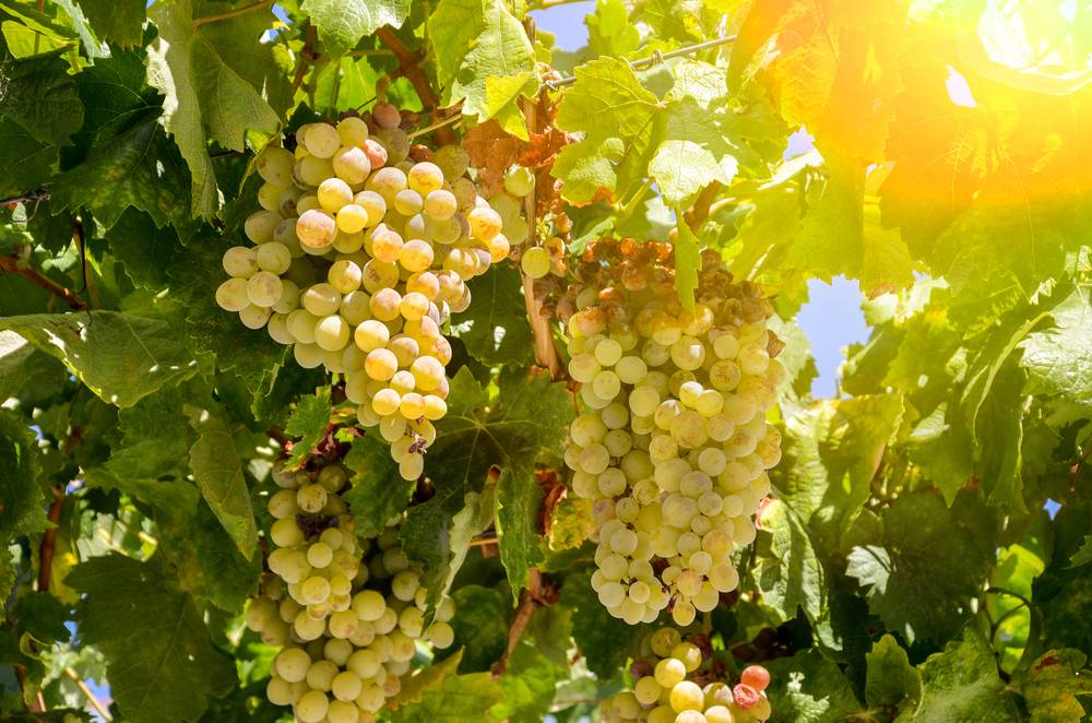 Uva Sauvignon Blanc