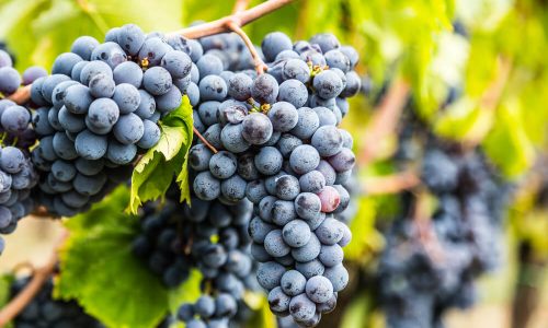 Uva Sangiovese