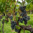 Guia De Uvas: Tannat, Símbolo Dos Vinhos Uruguaios